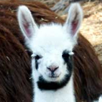 Cyrus Najmabadi Cyrus Najmabadi